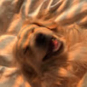 Meet your Posher, Maya